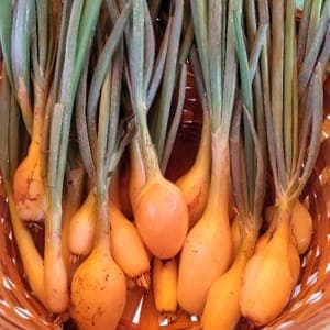 Oignons Ciboules Jaunes  BIO