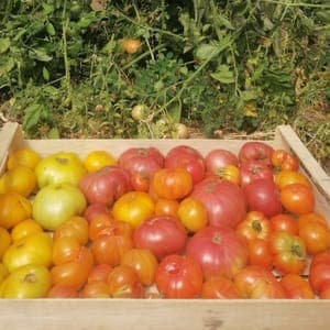 Tomate "variétés anciennes"