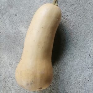 Butternut