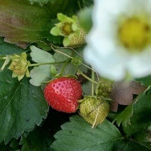 Fraises