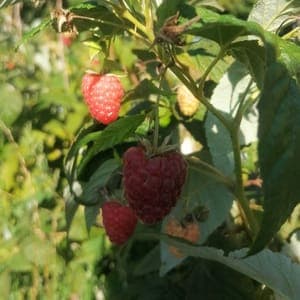 Framboises