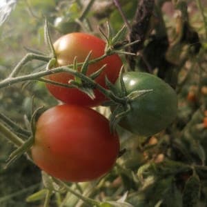 Tomate cocktail