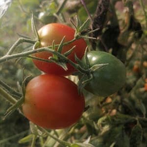 Tomate cocktail