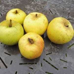 Pomme Belle Fleur Jaune