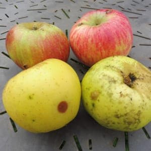 Pomme à prix réduit