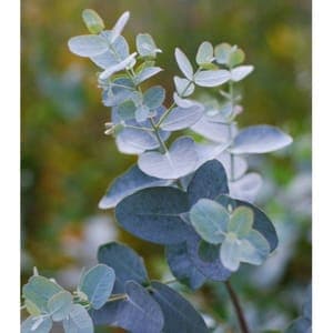 Eucalyptus gunni