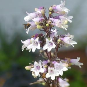 Penstemon digitalis mystica