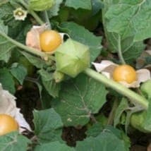 physalis