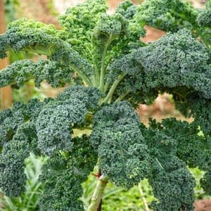 Chou kale