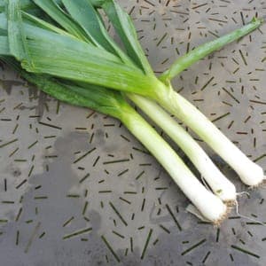 Poireau Bleu de Solaise