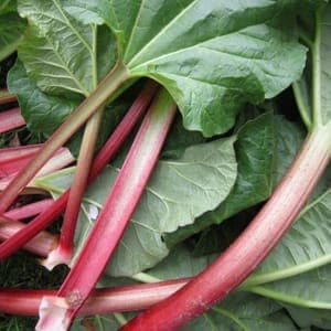 Rhubarbe