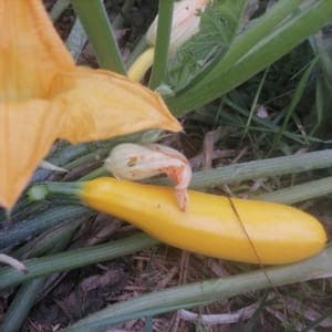 Courgette