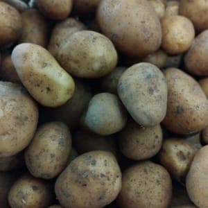 POMME DE TERRE MAIWEN