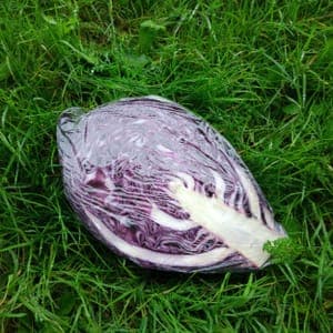 CHOU POMME ROUGE (DEMI)