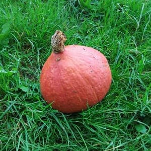 POTIMARRON