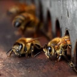 Les Abeilles du Mont Plaisir #8
