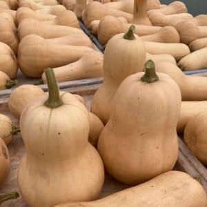 Courge Butternut