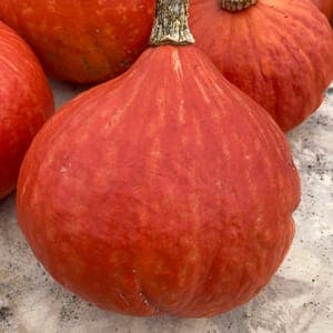Courge Potimarron