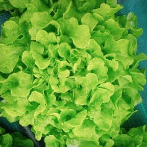 Salade feuille de chêne blonde