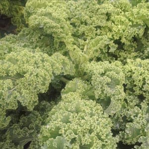Chou kale vert