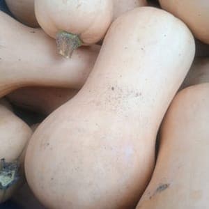 Courge butternut