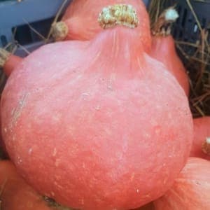 Courge potimarron
