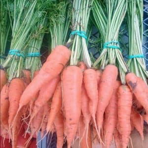 Carottes botte