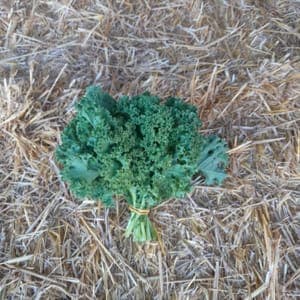 chou kale