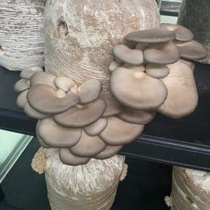 Pleurote gris