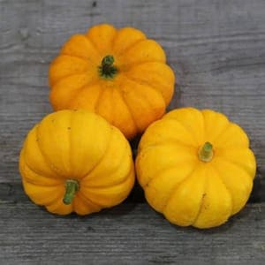 Courge