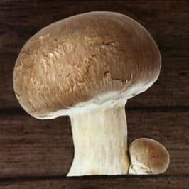 CHAMPIGNON DE PARIS BRUN