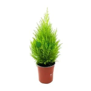 Cupressus gold pot 14 cm