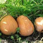 Courge spaghetti
