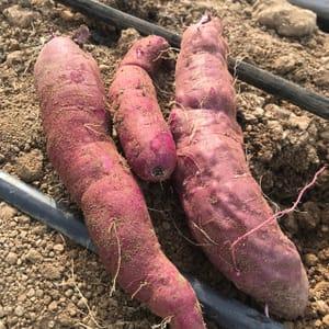 Patates douces violettes