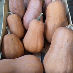 Courge Sucrine du Berry