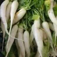 Radis chinois Daikon