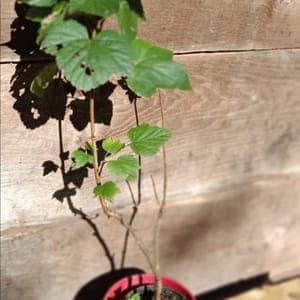 Plant de cassissier