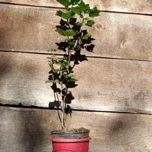Plant de groseillier