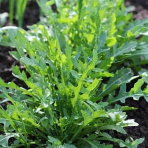 Roquette