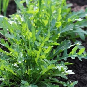 Roquette