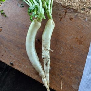 Radis Daikon botte