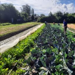 Le Potager du Coin #2