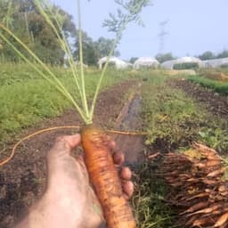 Le Potager du Coin #4