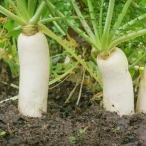 Radis blanc daïkon bio 500/600g