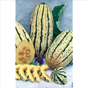 Courge Delicata "Sweet Potato"