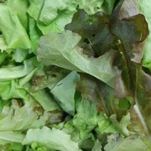 Mesclun Feuilles de salade