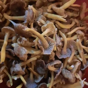 Chanterelles fraîches