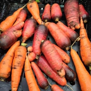 Carottes déclassées