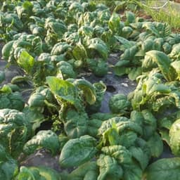 Le Jardin des Ormeaux #2