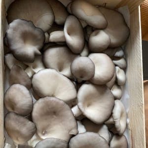 Pleurote gris